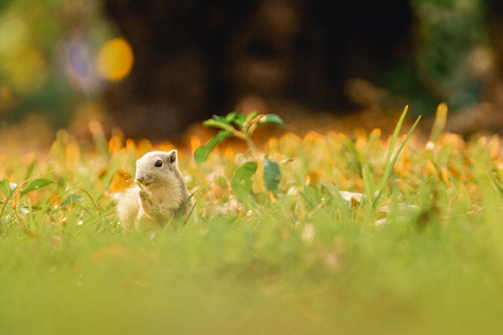 a small white animal sitting in the grass