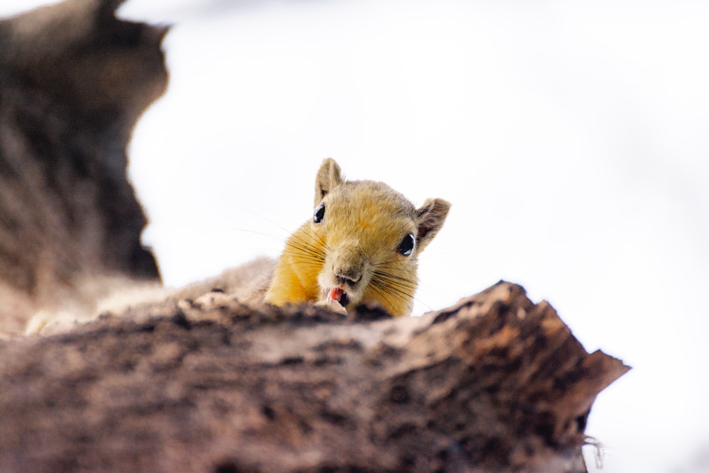 a small rodent sitting on top of a tree trunk