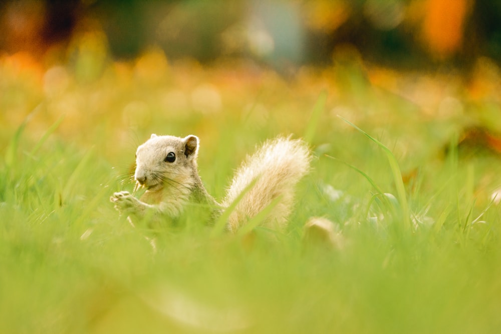 Un petit écureuil est assis dans l’herbe