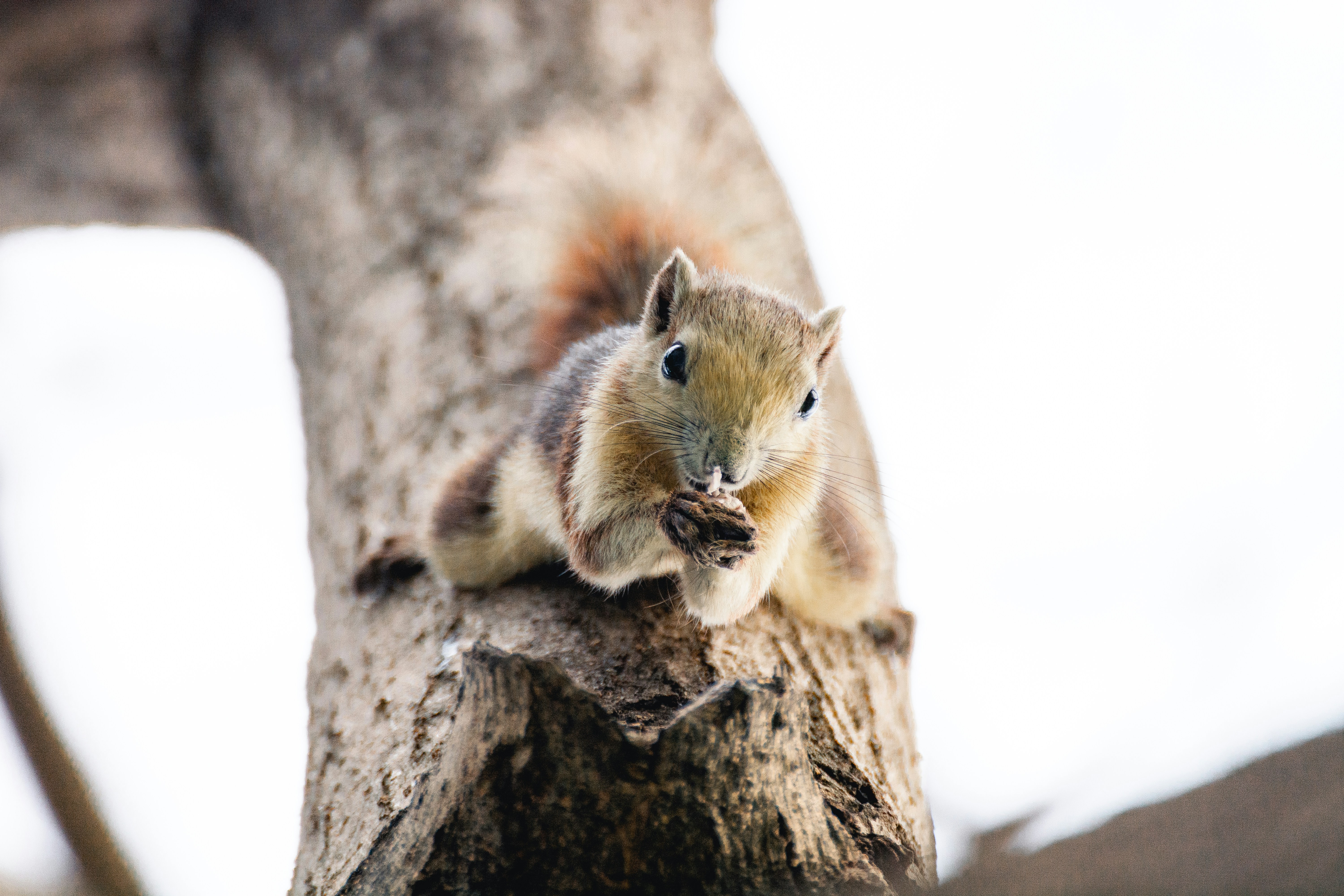 Una ardilla está sentada en la rama de un árbol