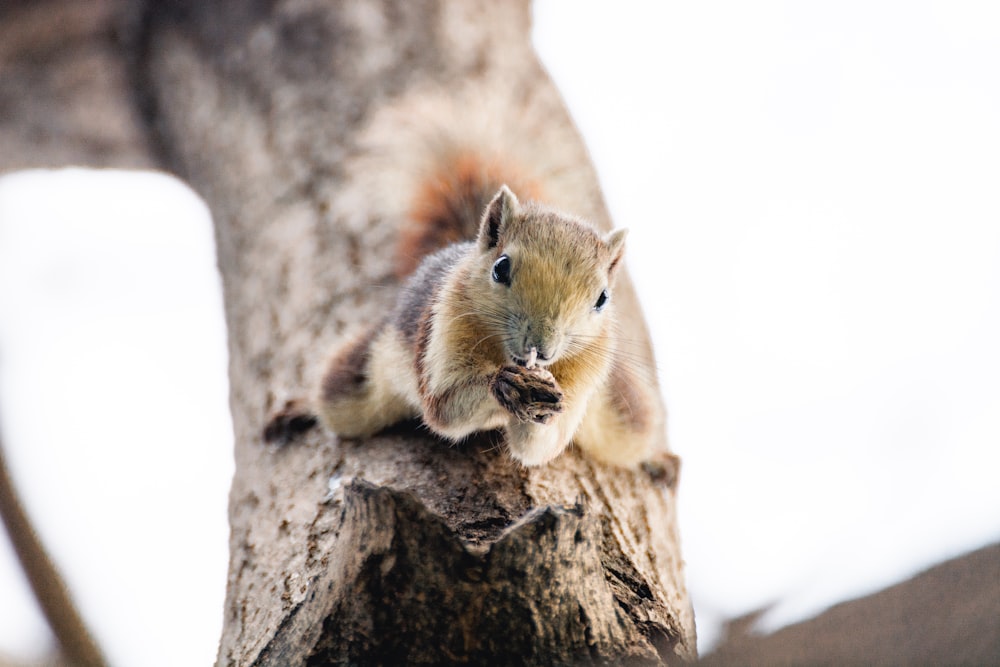 a squirrel is sitting on a tree branch