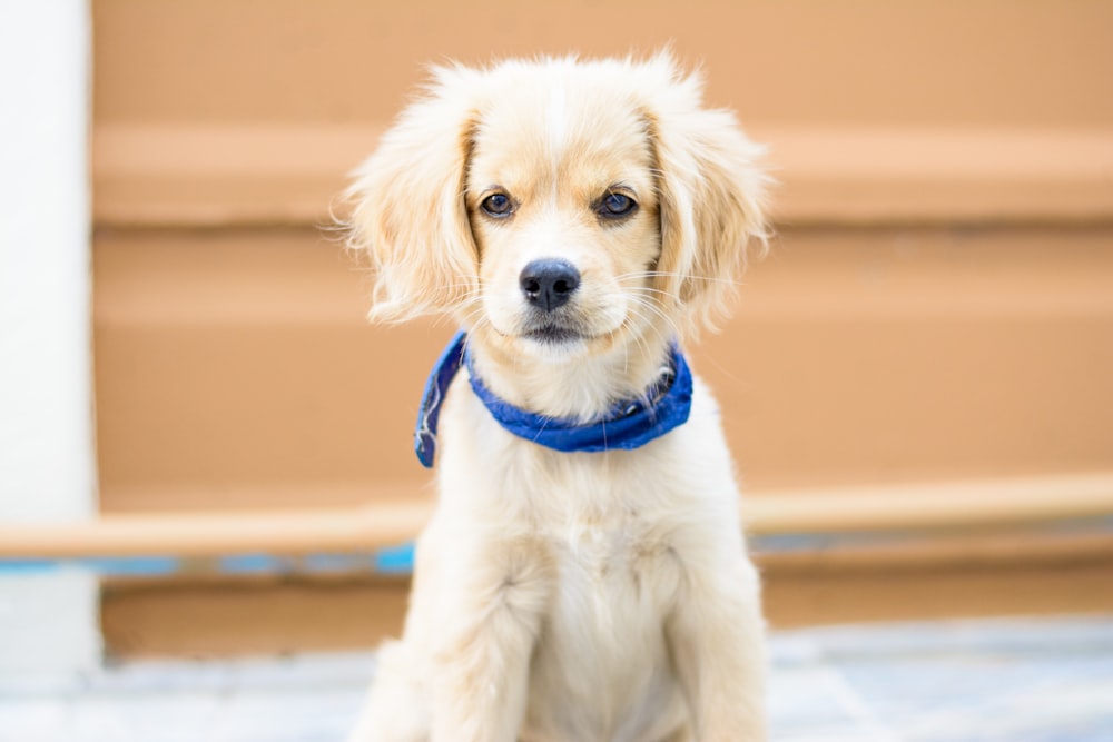 a small white dog with a blue collar