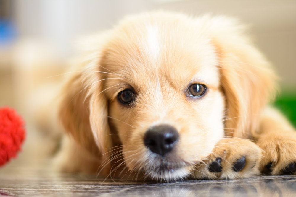 a close up of a dog laying on the floor