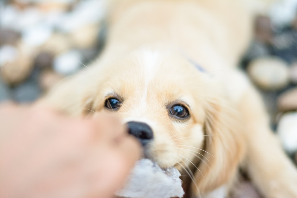 a person feeding a dog something with his hand