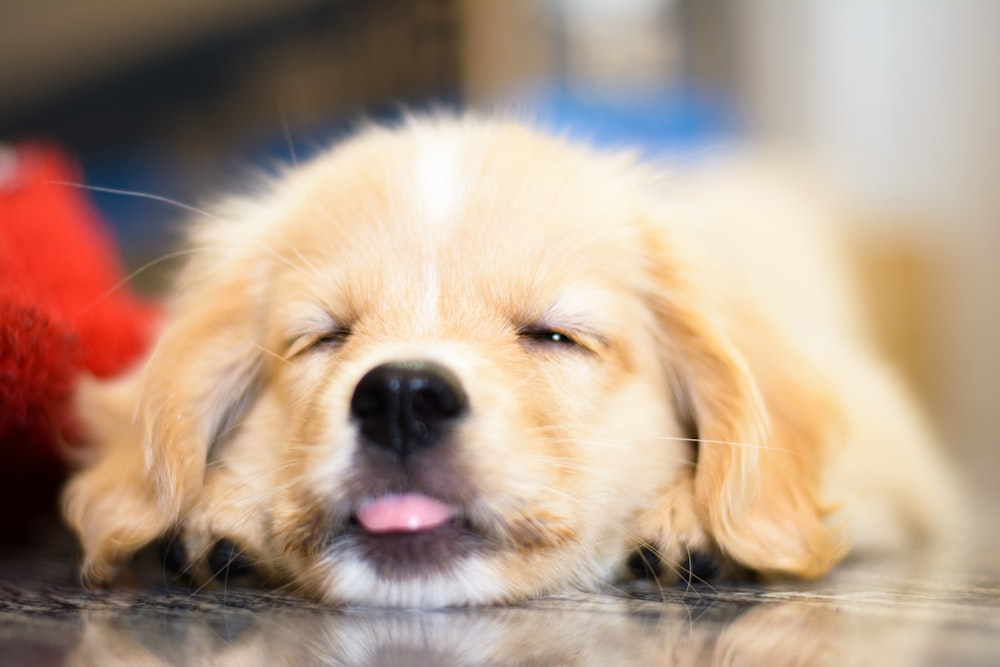 a small dog laying on the floor with its eyes closed