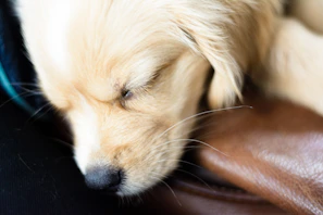 Close-up of a golden retriever puppy resting peacefully on soft bedding in a sunlit kennel.