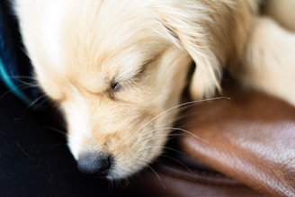 Close-up of a happy golden retriever puppy resting its head on a yoga mat next to a smiling yogi.