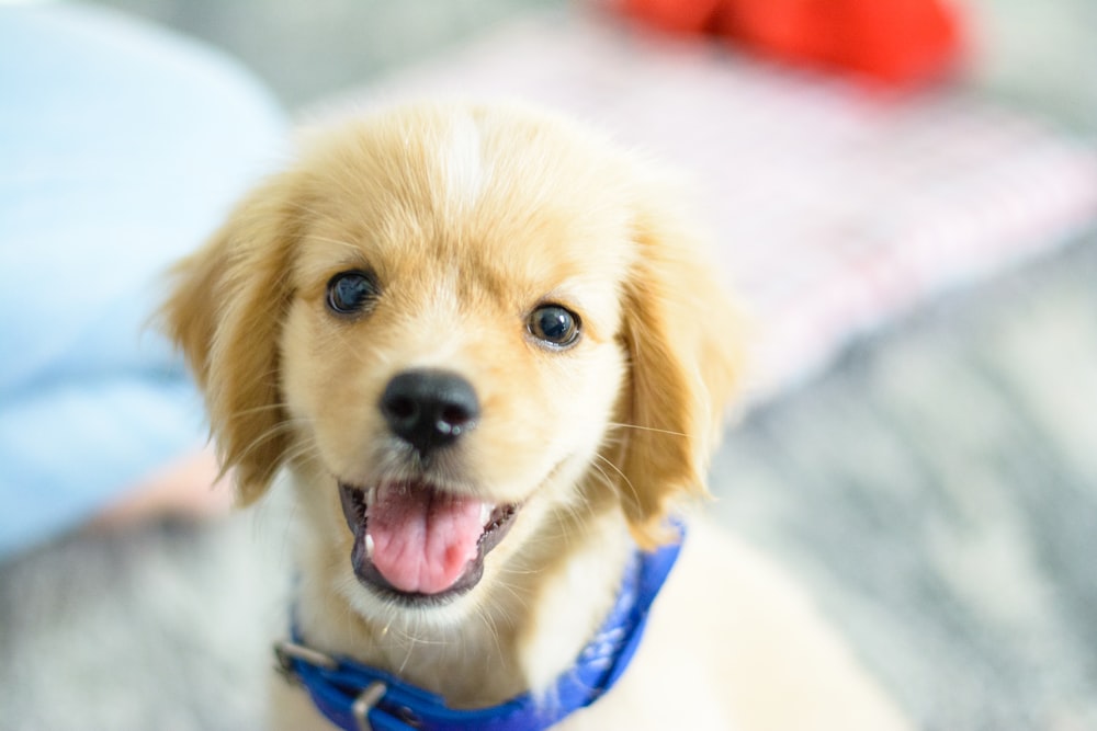 a small dog with a blue collar looking up