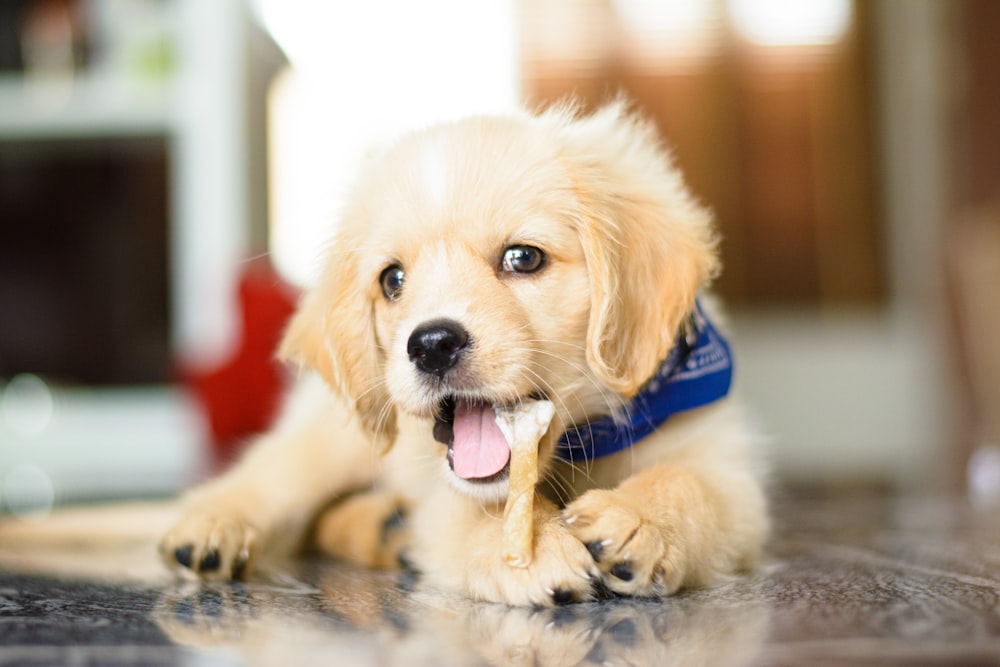 青い首輪をした子犬が床に横たわっている