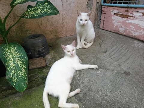 Two white cats are in a rustic outdoor setting with a rough concrete floor. One cat is sitting close to a wooden, peeling-paint door while the other is lounging on the ground. A leafy green plant is visible on the left side, with a small black pot nearby.