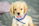 A small golden retriever puppy wearing a hand-stitched turquoise sweater looking happily at the camera.