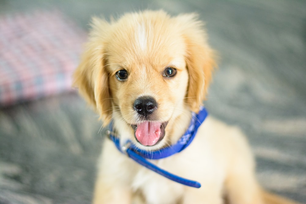 a small dog with a blue leash on it's neck