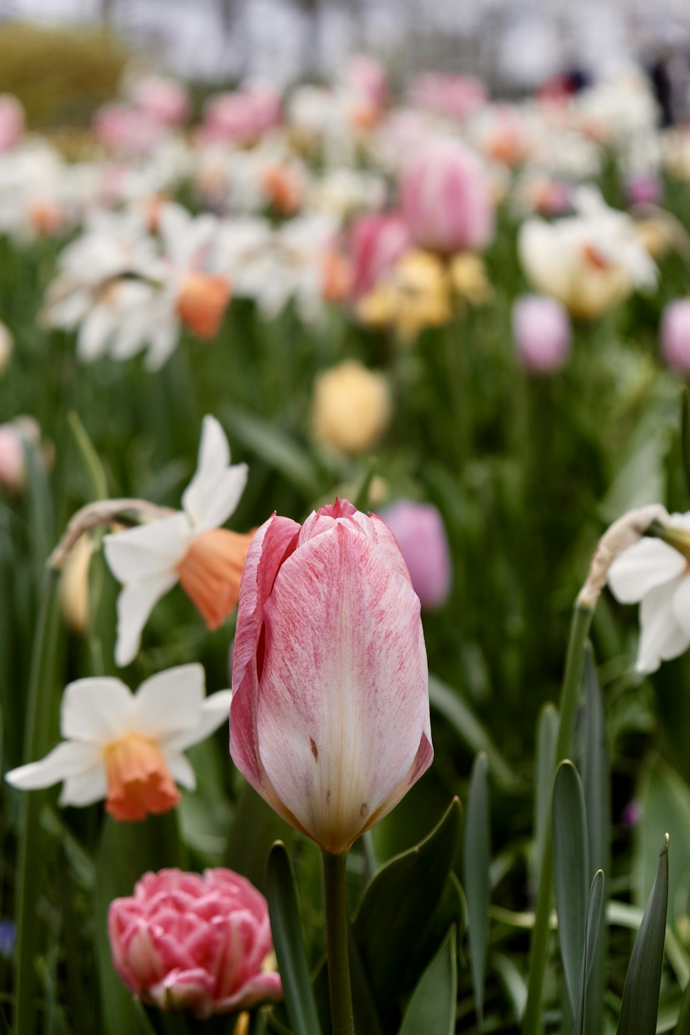 a field full of pink and white flowers