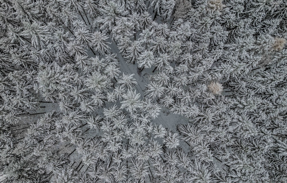 an aerial view of a snow covered forest