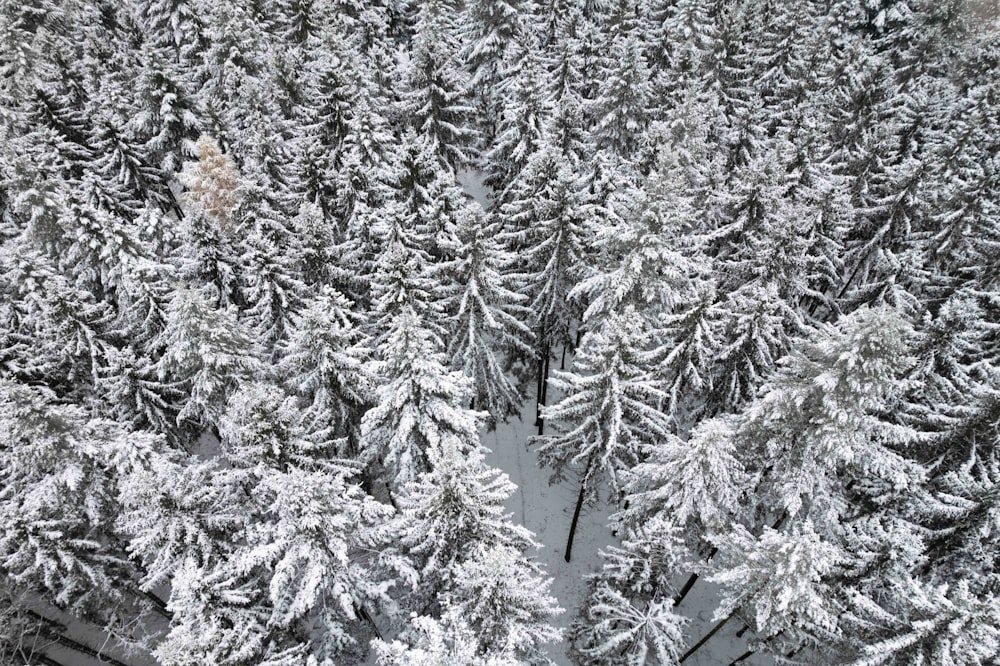 a large group of trees covered in snow