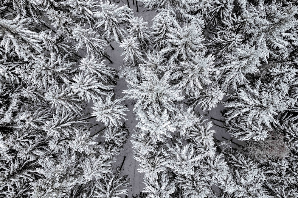 A vista superior das árvores cobertas de neve de cima