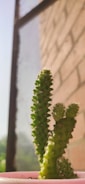 A cactus plant with several tall, green stems covered in spines is situated in a pink pot. It is placed next to a brick wall with sunlight casting shadows on the surface. The image background features a window with a view of blurred greenery and a clear sky.