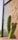 A cactus plant with several tall, green stems covered in spines is situated in a pink pot. It is placed next to a brick wall with sunlight casting shadows on the surface. The image background features a window with a view of blurred greenery and a clear sky.