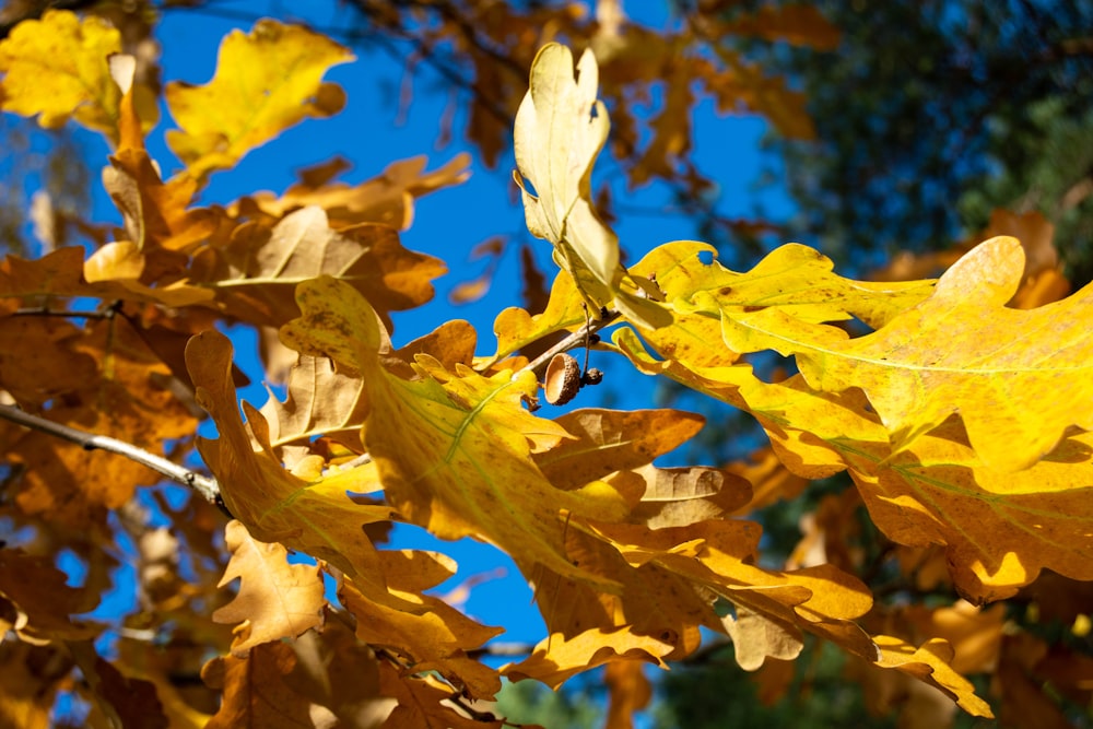 a close up of a tree with yellow leaves