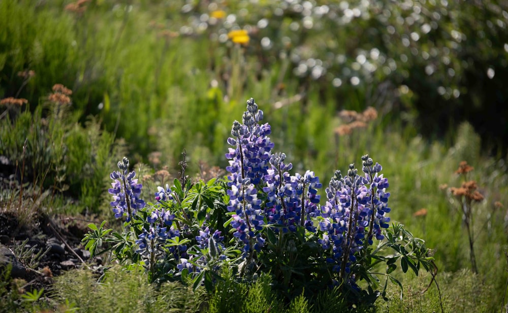 a bunch of flowers that are in the grass