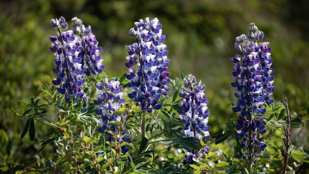 a bunch of purple flowers that are in the grass