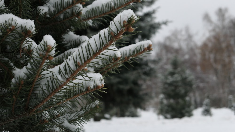 a pine tree covered in snow in a forest