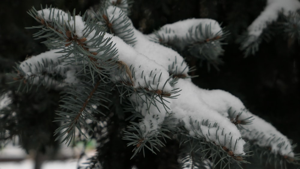 a close up of a pine tree with snow on it