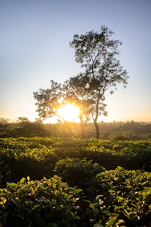 Sunlight filtering through lush coffee trees on the Acayotla mountain slopes