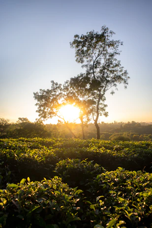 Sunlight filtering through tea leaves with a glimpse of misty mountains in the distance.