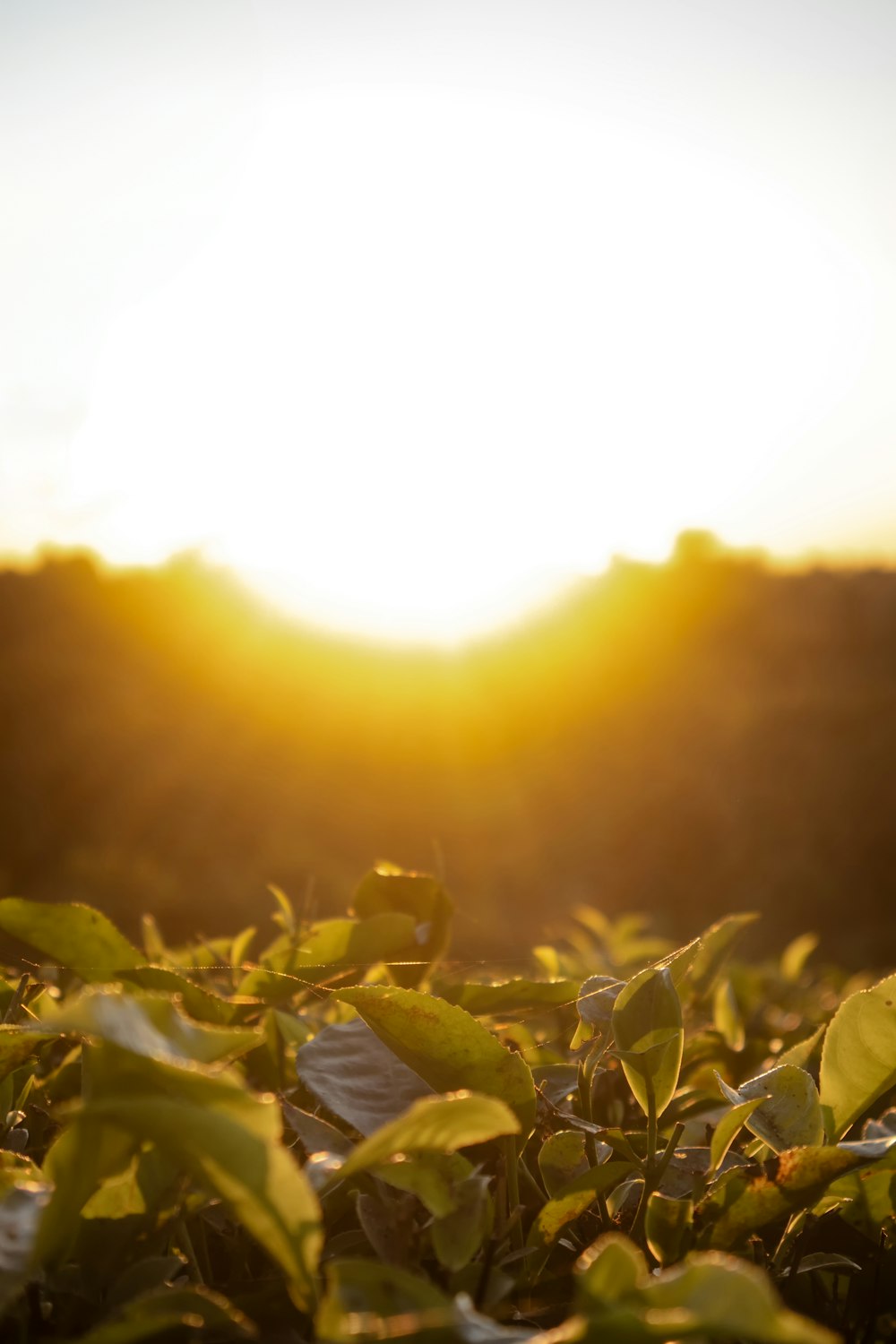 the sun is setting over a field of leaves