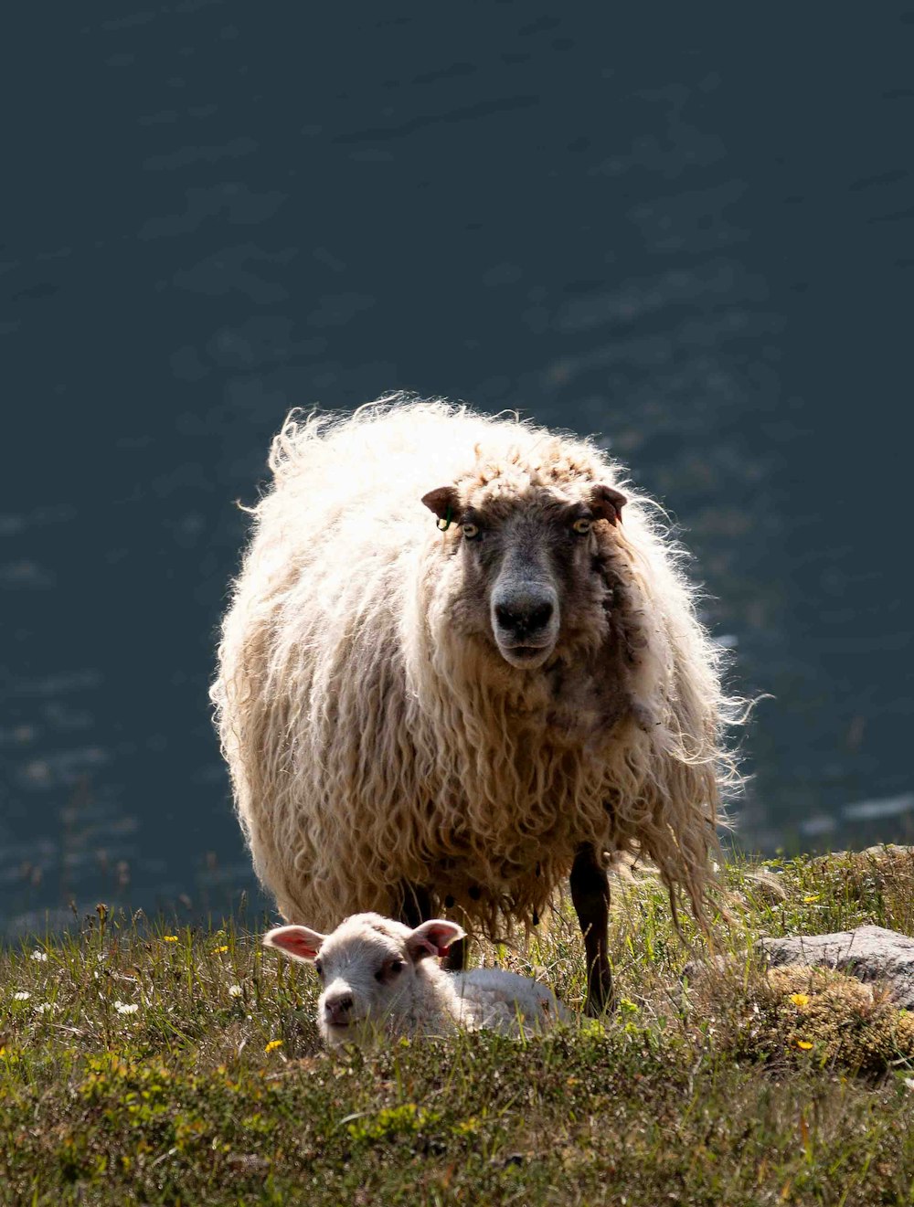 a sheep and a baby sheep on a grassy hill
