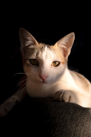 Close-up of a cat’s shiny fur illuminated by soft cream light, highlighting its healthy glow.