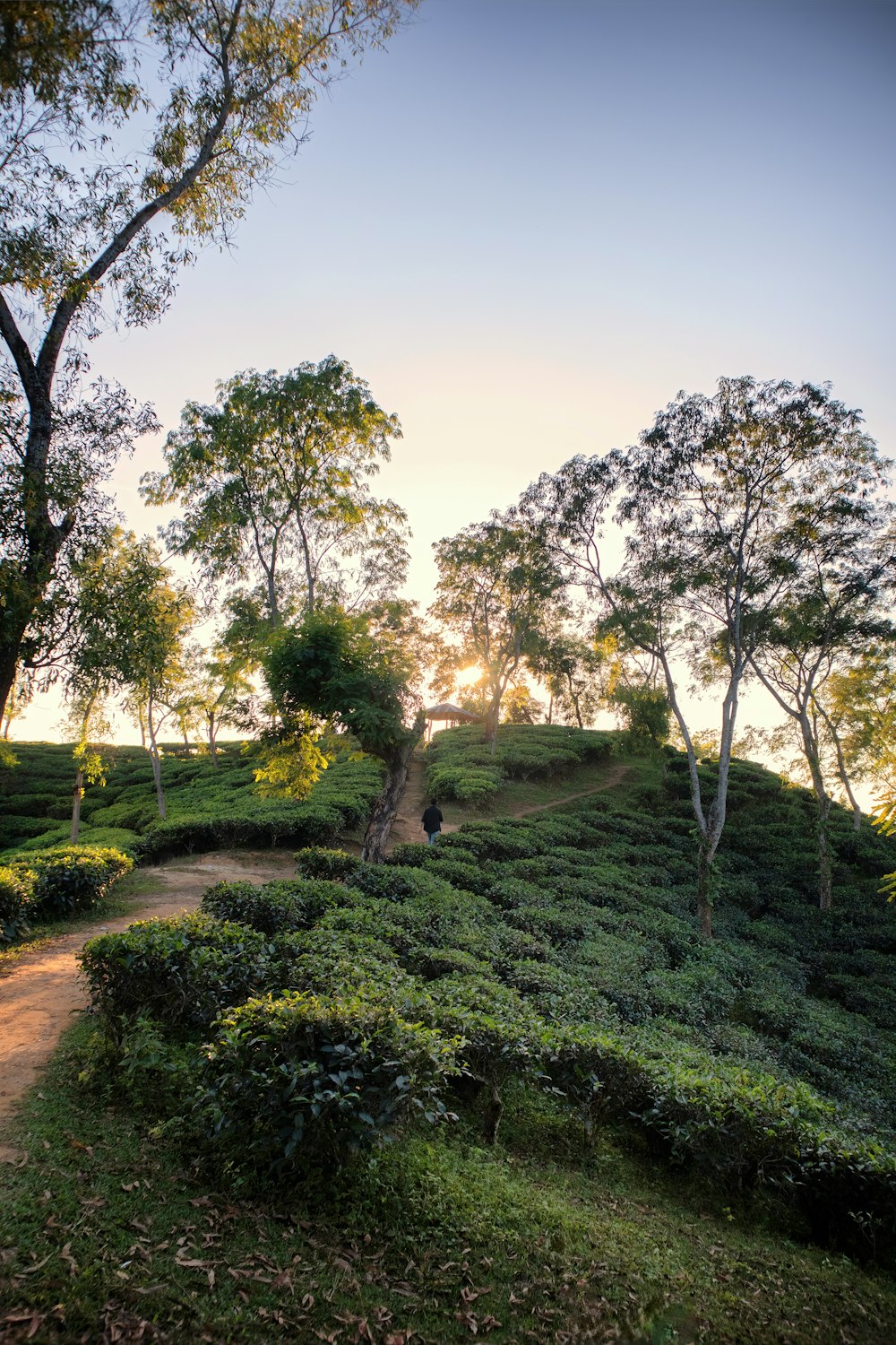 the sun is setting on a lush green hill