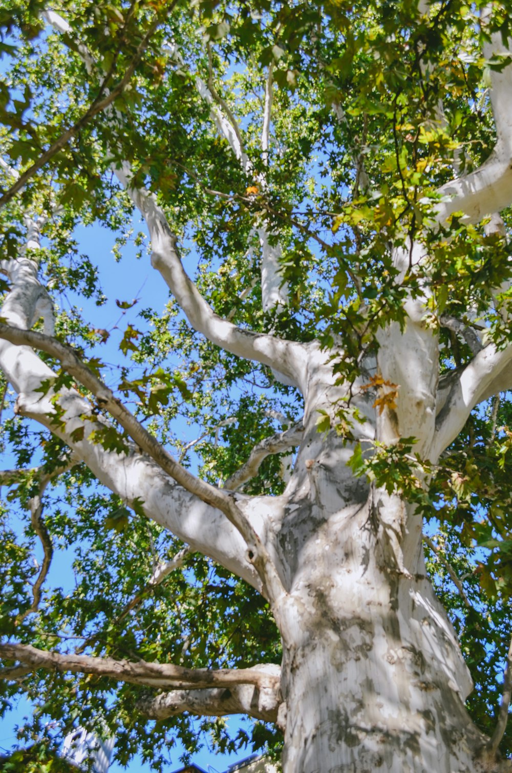 un grande albero con molte foglie su di esso