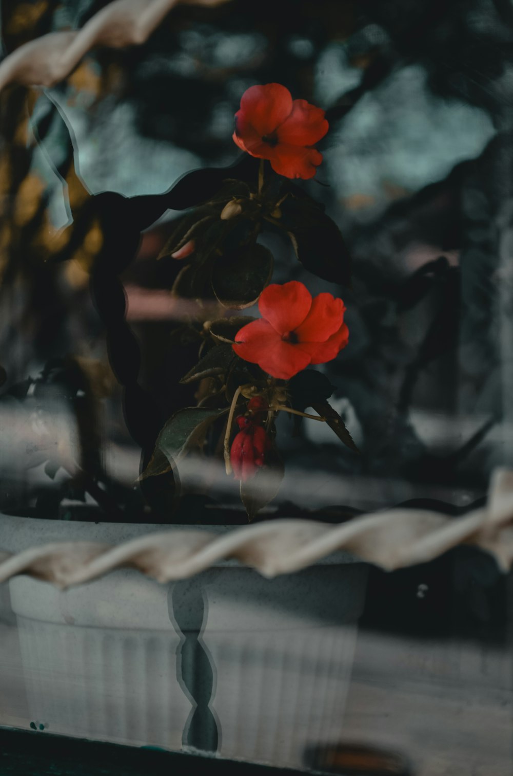 a potted plant with red flowers sitting in front of a window