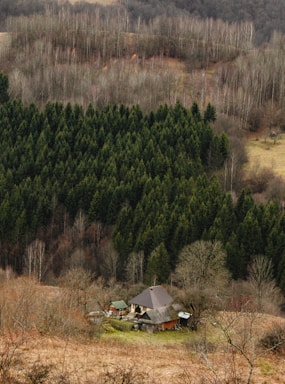 A plot of land surrounded by trees.
