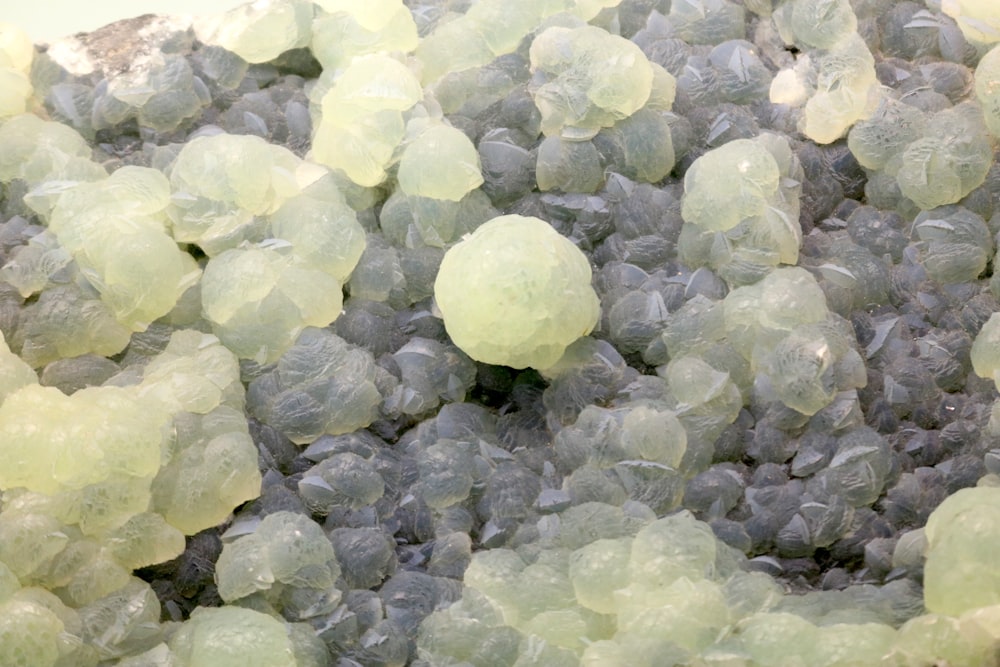 a close up of a bunch of blueberries