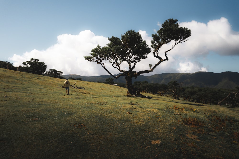 a lone horse standing in a field next to a tree