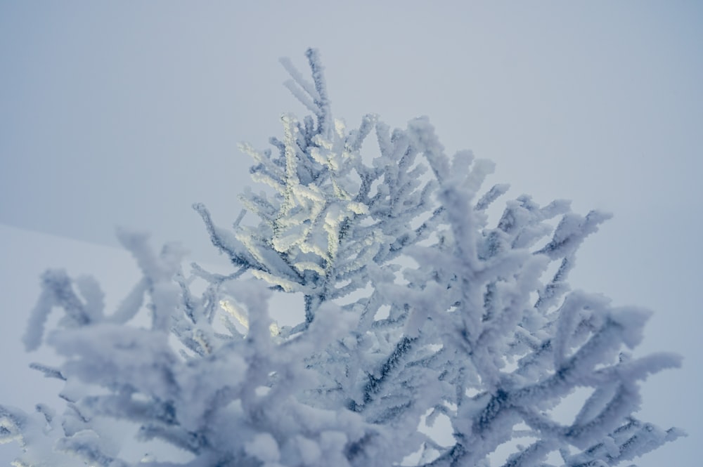 a close up of a tree covered in snow