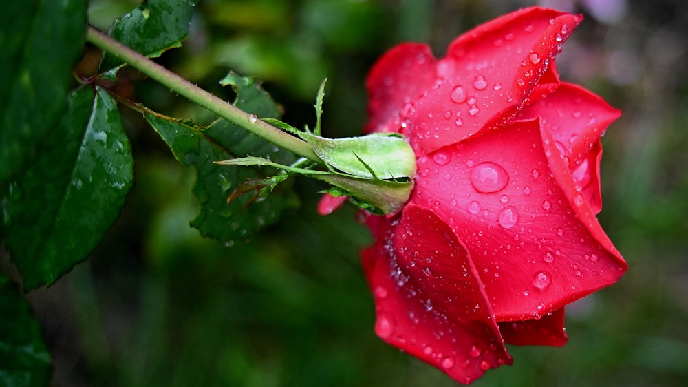 a red rose with water droplets on it