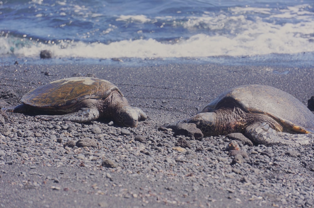 two turtles on a beach near the ocean
