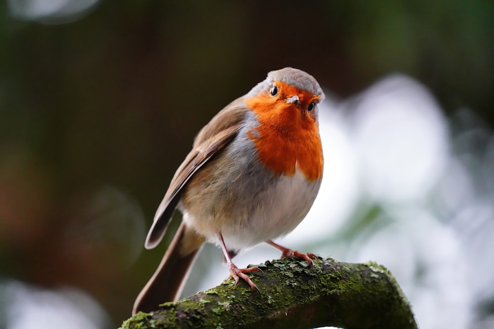 a small bird perched on top of a tree branch