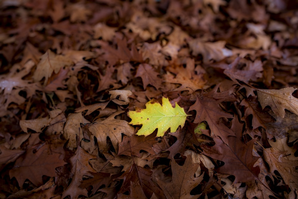 a yellow leaf laying on top of a pile of leaves