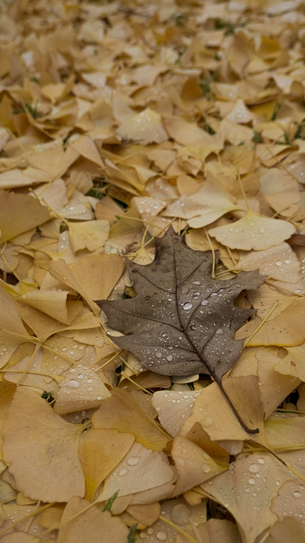 a leaf laying on top of a pile of leaves