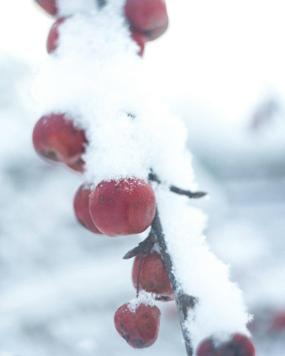 a close up of a branch with snow on it