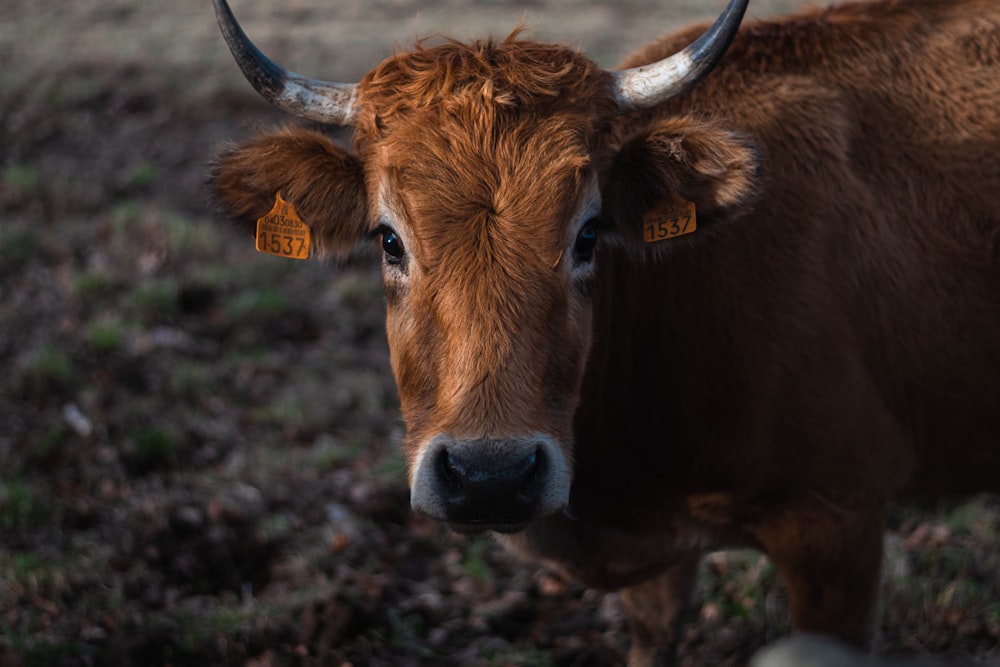 uma vaca marrom com chifres em pé em um campo