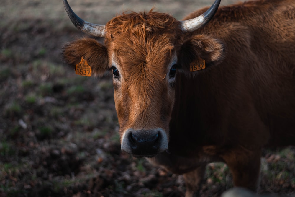 a brown cow with horns standing in a field