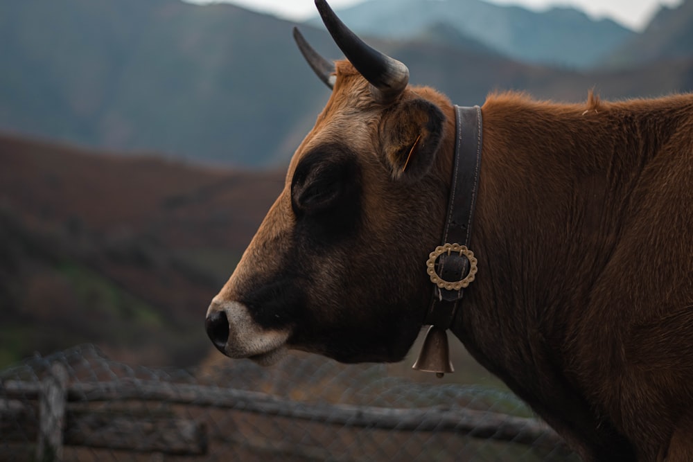 a brown cow with horns standing next to a fence