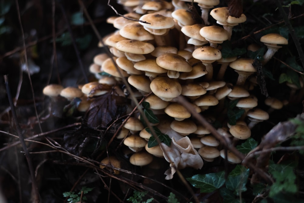 a cluster of mushrooms growing on a tree