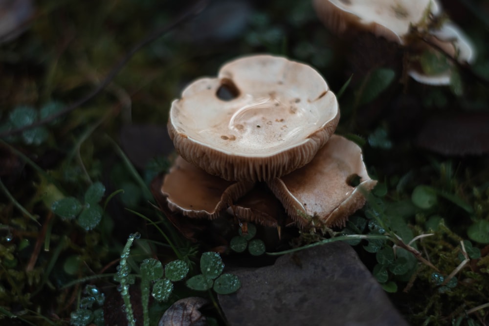 a group of mushrooms sitting on top of a lush green field